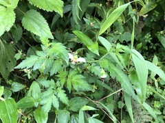 Nasa triphylla elegans