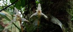 Maxillaria grayi