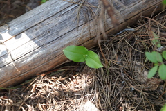 Neottia banksiana