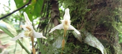 Maxillaria grayi