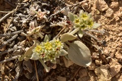 Eriogonum robustum