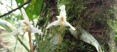 Maxillaria grayi