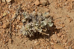 Eriogonum robustum