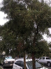Searsia lancea