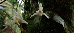 Maxillaria grayi