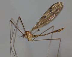 Nothophila fuscana