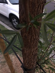 Searsia lancea