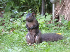 Sciurus carolinensis