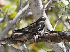 Chordeiles gundlachii