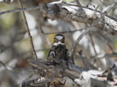 Chordeiles gundlachii