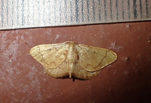 Idaea amplipennis
