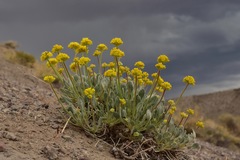 Eriogonum alexanderae