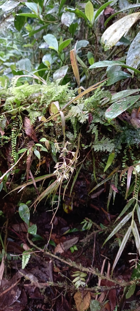 Epidendrum dialychilum Hágsater & Dodson