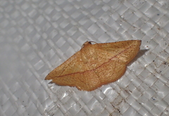 Striglina