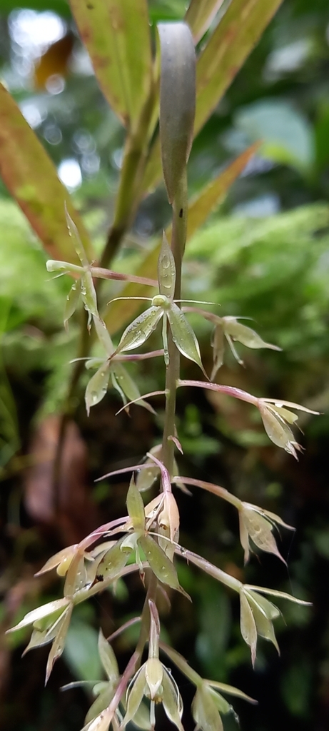 Epidendrum dialychilum Hágsater & Dodson 2