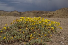Eriogonum alexanderae