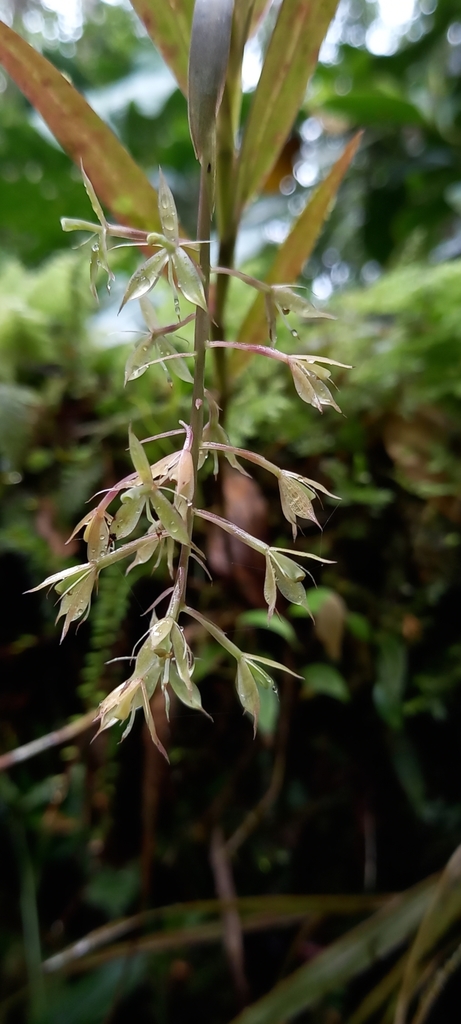 Epidendrum dialychilum Hágsater & Dodson 3