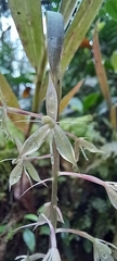 Epidendrum dialychilum