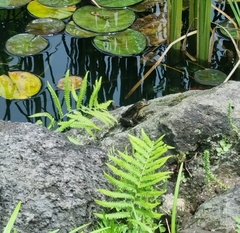 Anura