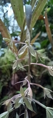 Epidendrum dialychilum