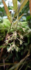 Epidendrum dialychilum