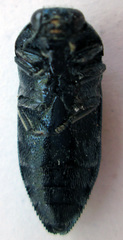 Paracmaeodera