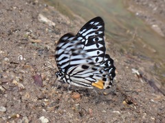 Graphium delessertii