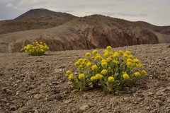 Eriogonum alexanderae