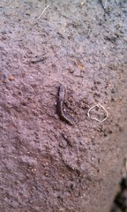 Anadenulus cockerelli