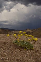Eriogonum alexanderae