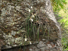 Brassavola tuberculata