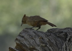 Pseudoseisura lophotes