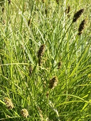 Divisae