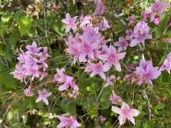Rhododendron noriakianum
