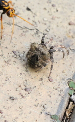 Poltys illepidus