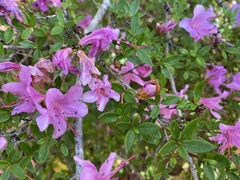 Rhododendron noriakianum