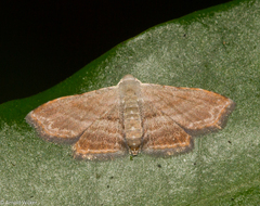 Scolecocampinae