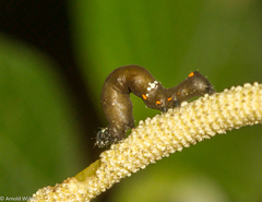 Gonodonta
