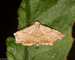 Scolecocampinae