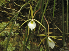 Brassavola tuberculata