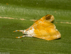 Glaphyriinae