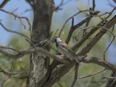 Passer domesticus