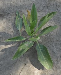 Nicotiana glauca