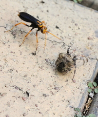Poltys illepidus