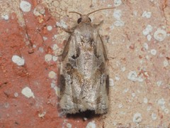 Archips grisea