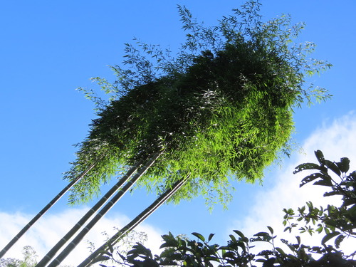Guadua angustifolia - Whole tree