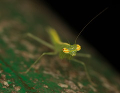 Tropidomantis