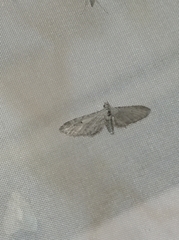 Eupithecia innotata
