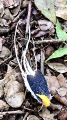 Cerogenes auricoma