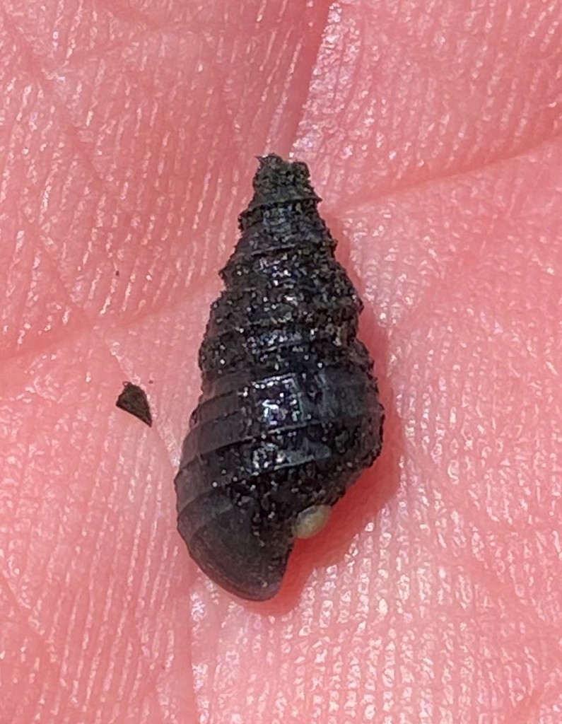 Round-rib Elimia